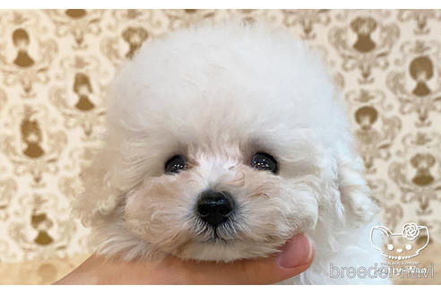 成約済の愛知県のタイニープードル-170468の5枚目